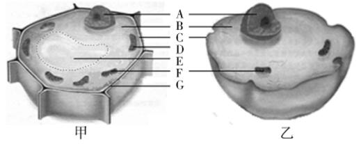 临沂七年级上册生物期末各区试卷,临沂市河东区七年级上册生物试卷