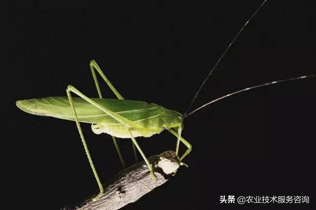 柑橘虫害高清图谱及防治方法,柑橘虫害物理消灭