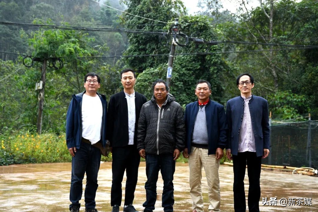 南糯山茶树王咋走,南糯山普洱茶茶树王