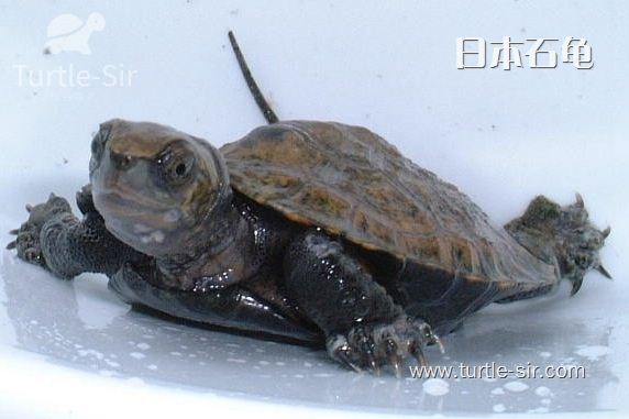 探索大自然猫科动物,探索海岛动物世界