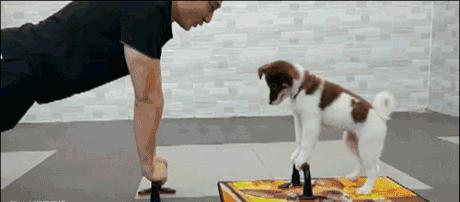 养狗的好处和坏处辩论,养狗的好处和养狗的坏处视频