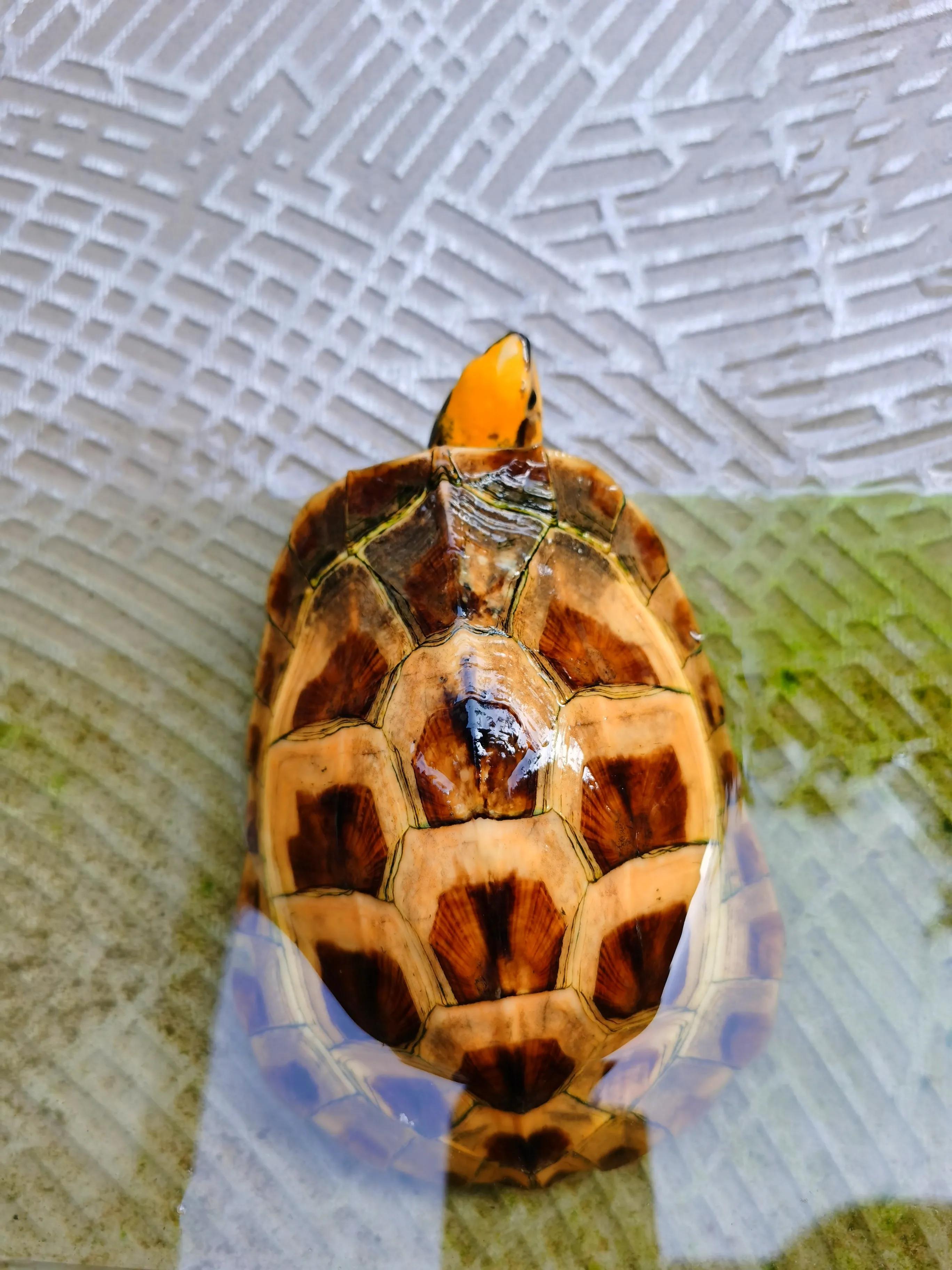 乌龟冬眠后不进食怎么回事,乌龟冬眠要喂吃的吗