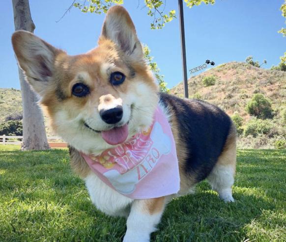 柯基吃了不长肉该喂什么狗粮,柯基不挑食狗粮怎么喂呢