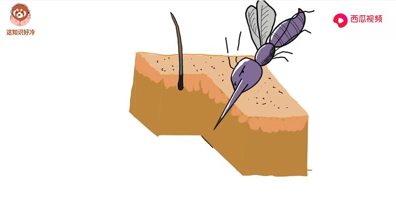 蚊子吸血被拍死针会留下吗,突然拍死蚊子针管会留在里面吗