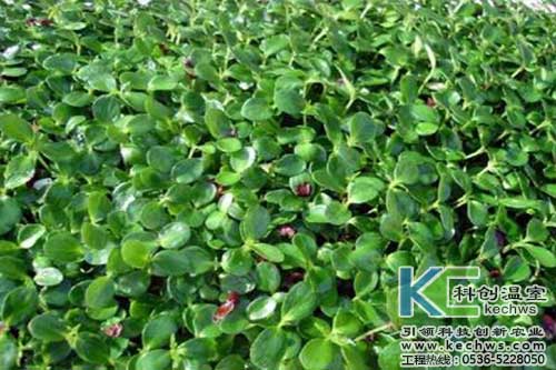 无土培育香椿芽苗怎么样,无土栽培香椿芽苗菜用什么品种