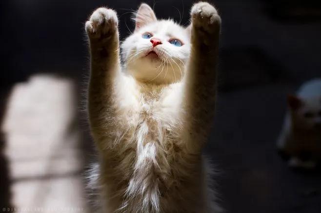 中国临清狮子猫,本土猫不好看狮子猫