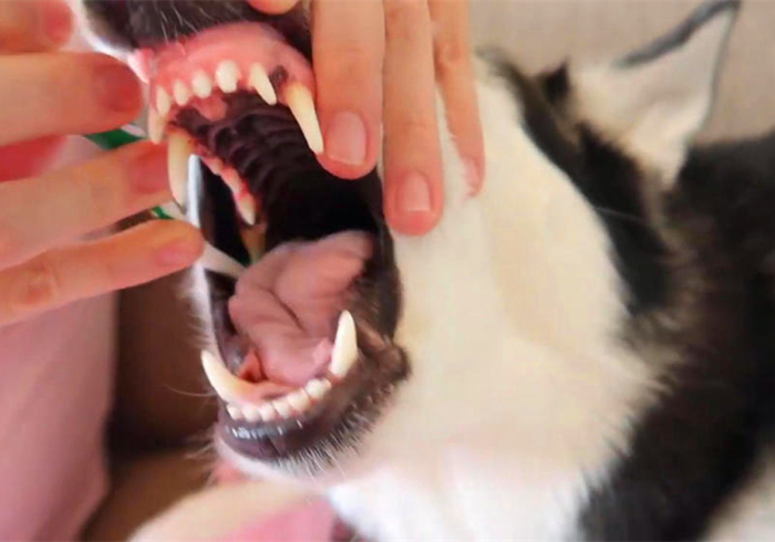 狗狗蛀牙看似轻微却暗藏隐患！鼻窦炎、脑膜炎等问题不容小视