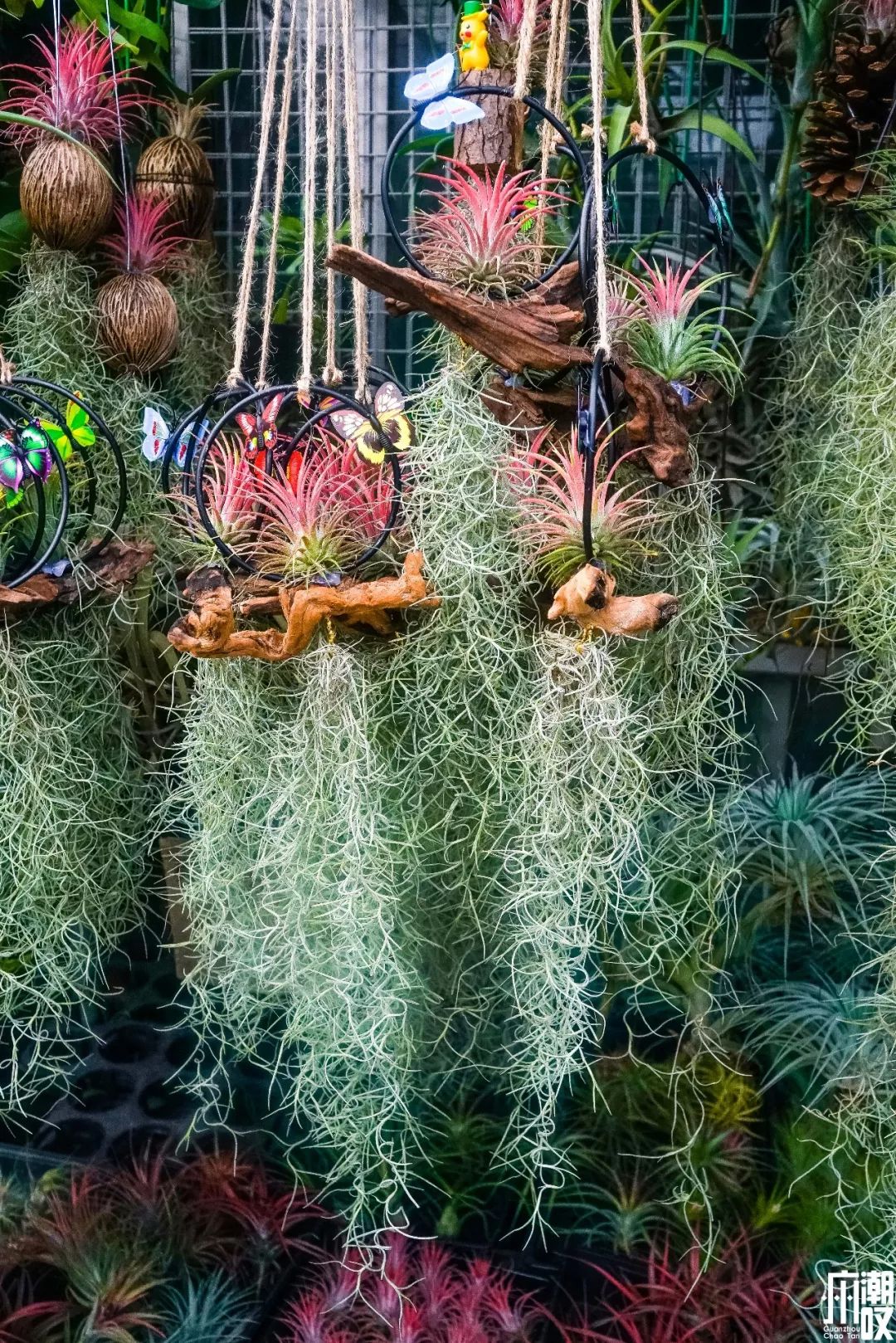 广州最大的花卉市场有哪些店,广州最便宜的花卉交易市场