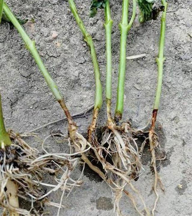 辣椒苗子烂根是什么原因,辣椒烂根死了是怎么回事