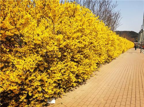 详细描写迎春花各种形态,迎春花形态特征