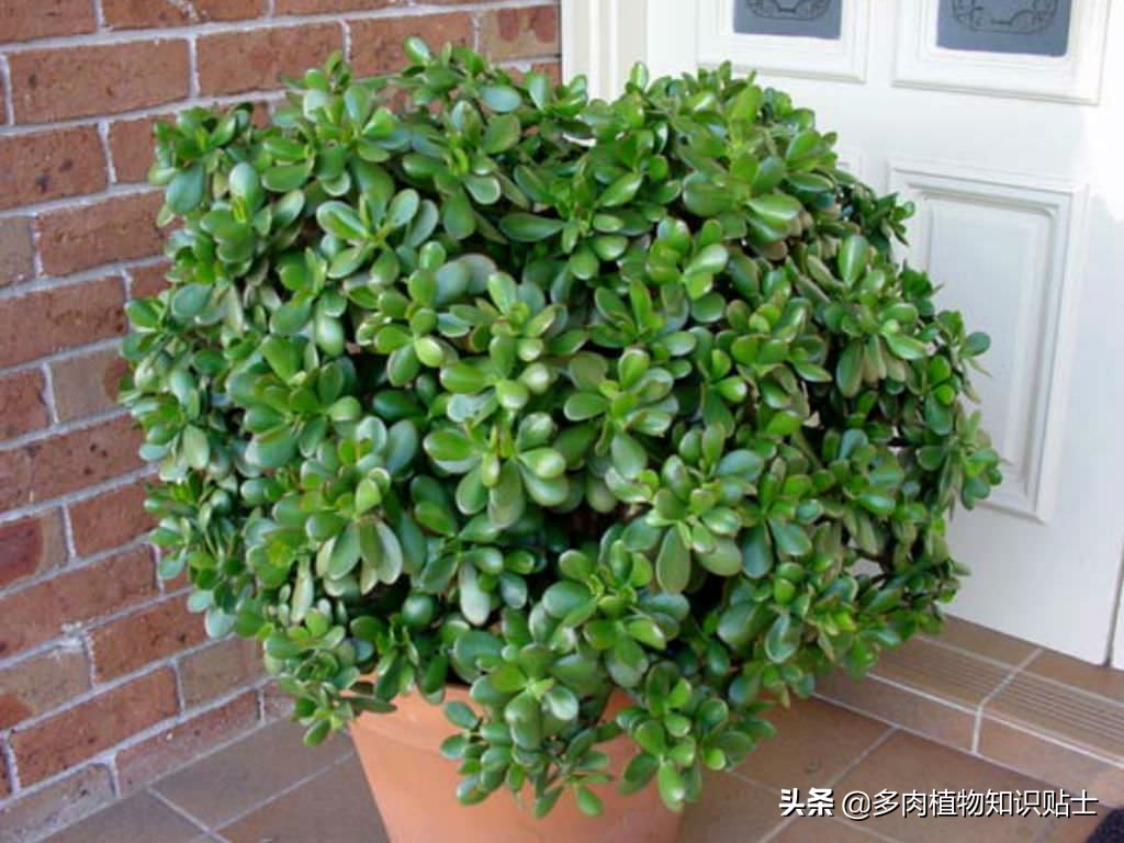 玉树会生什么病,玉树有黑斑病怎么治