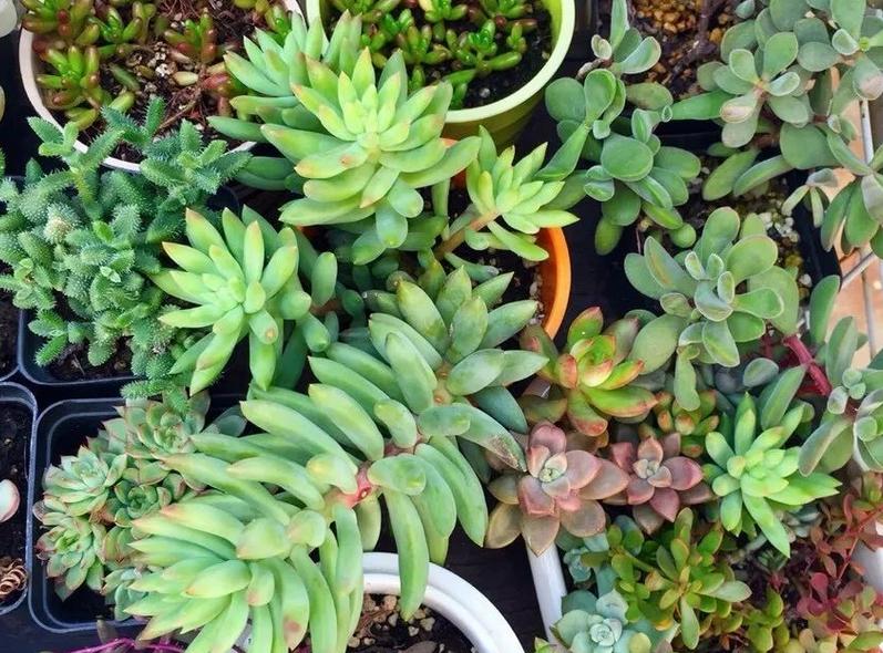 千佛手叶插苗怎么养,多肉千佛手的养殖方法和注意事项