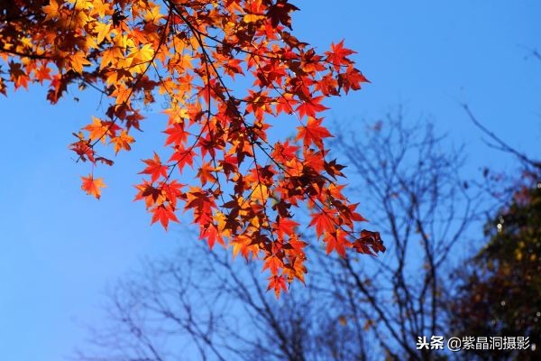 700年历史的日本小寺,为了看秋叶要买两次票,一次比一次贵