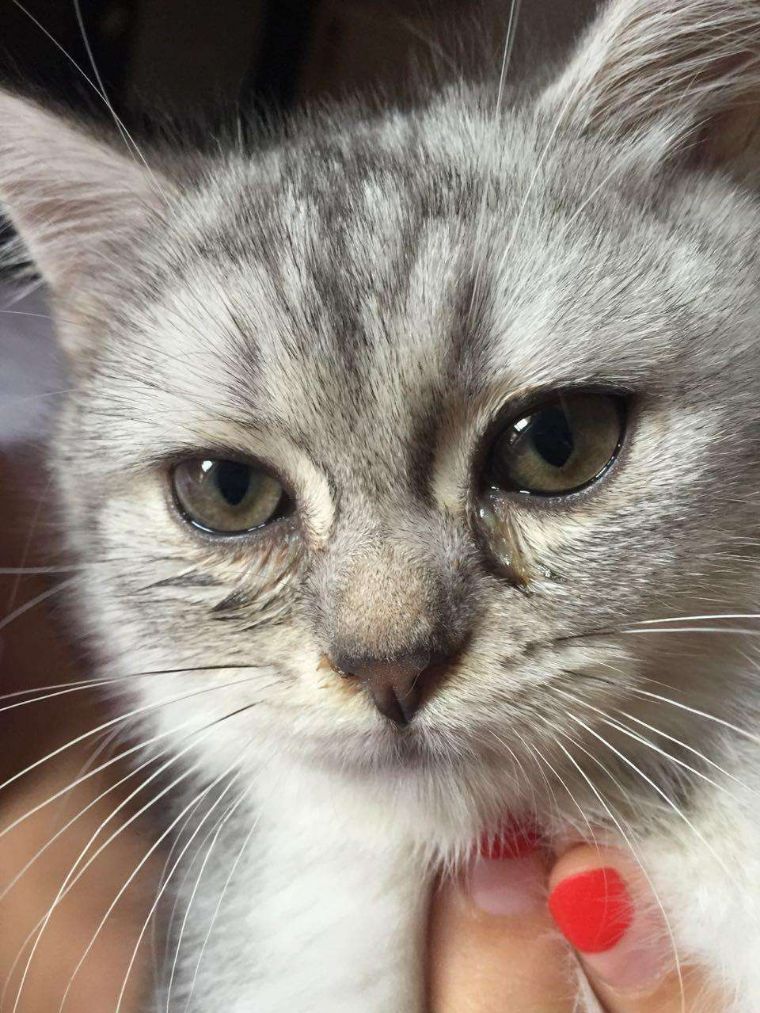 宠物猫眼睛是黄色的怎么回事,宠物猫眼屎多是什么原因