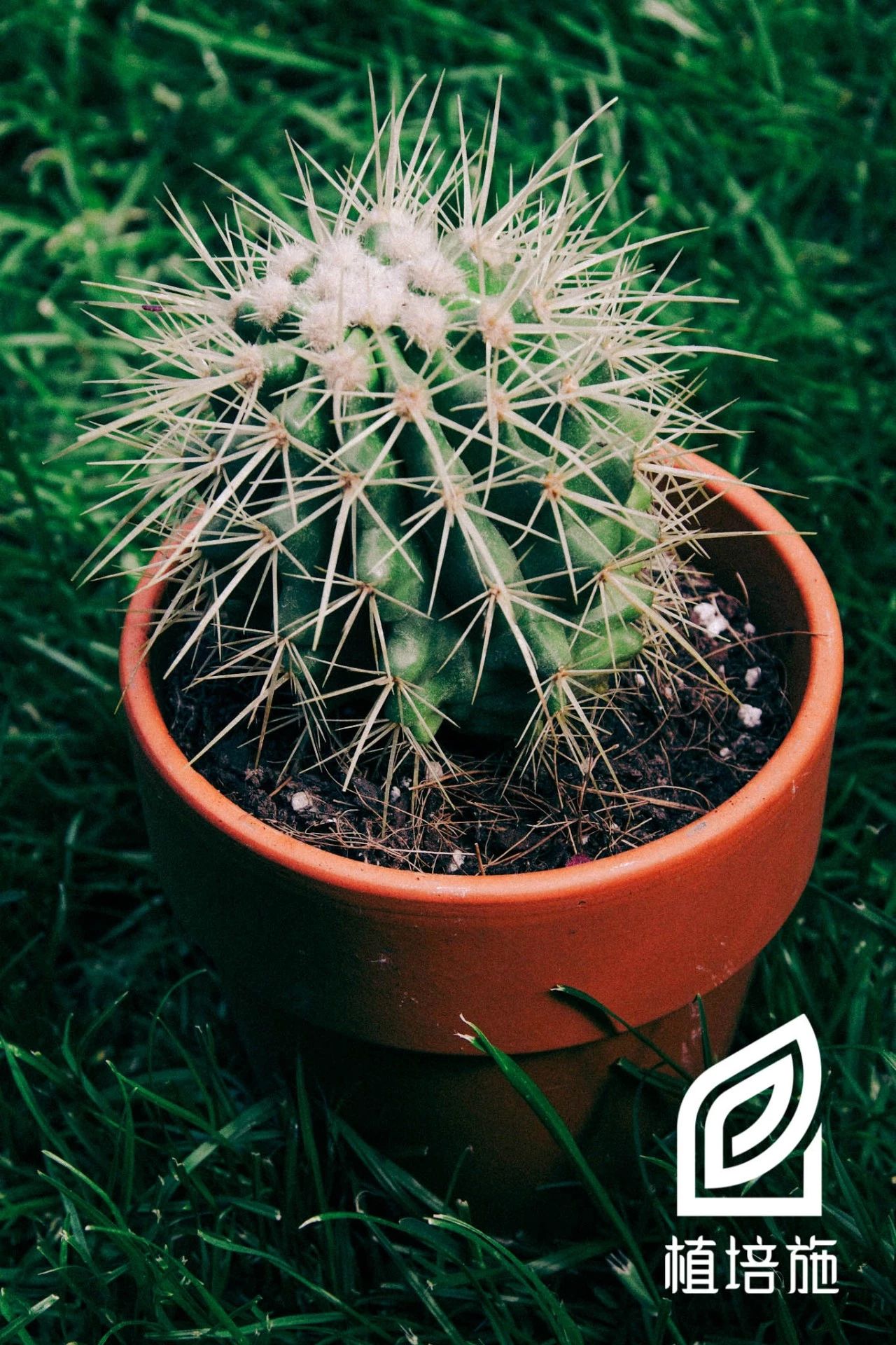 多肉金琥的养殖方法,金琥仙人掌养护方法