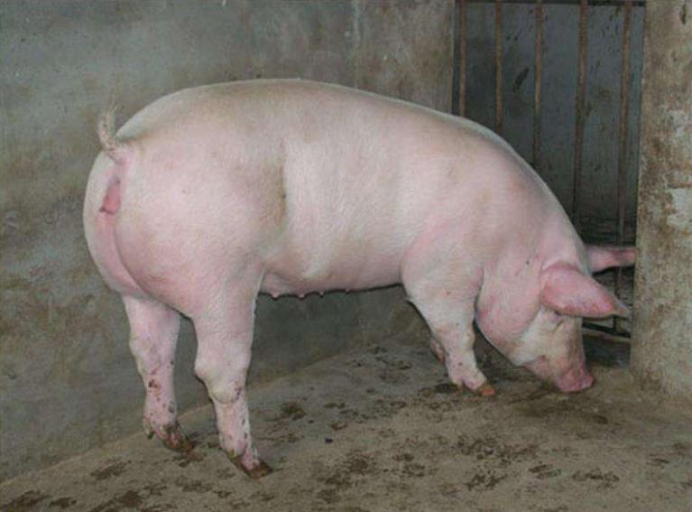 母猪发情但不排黏液是什么原因？如何解决