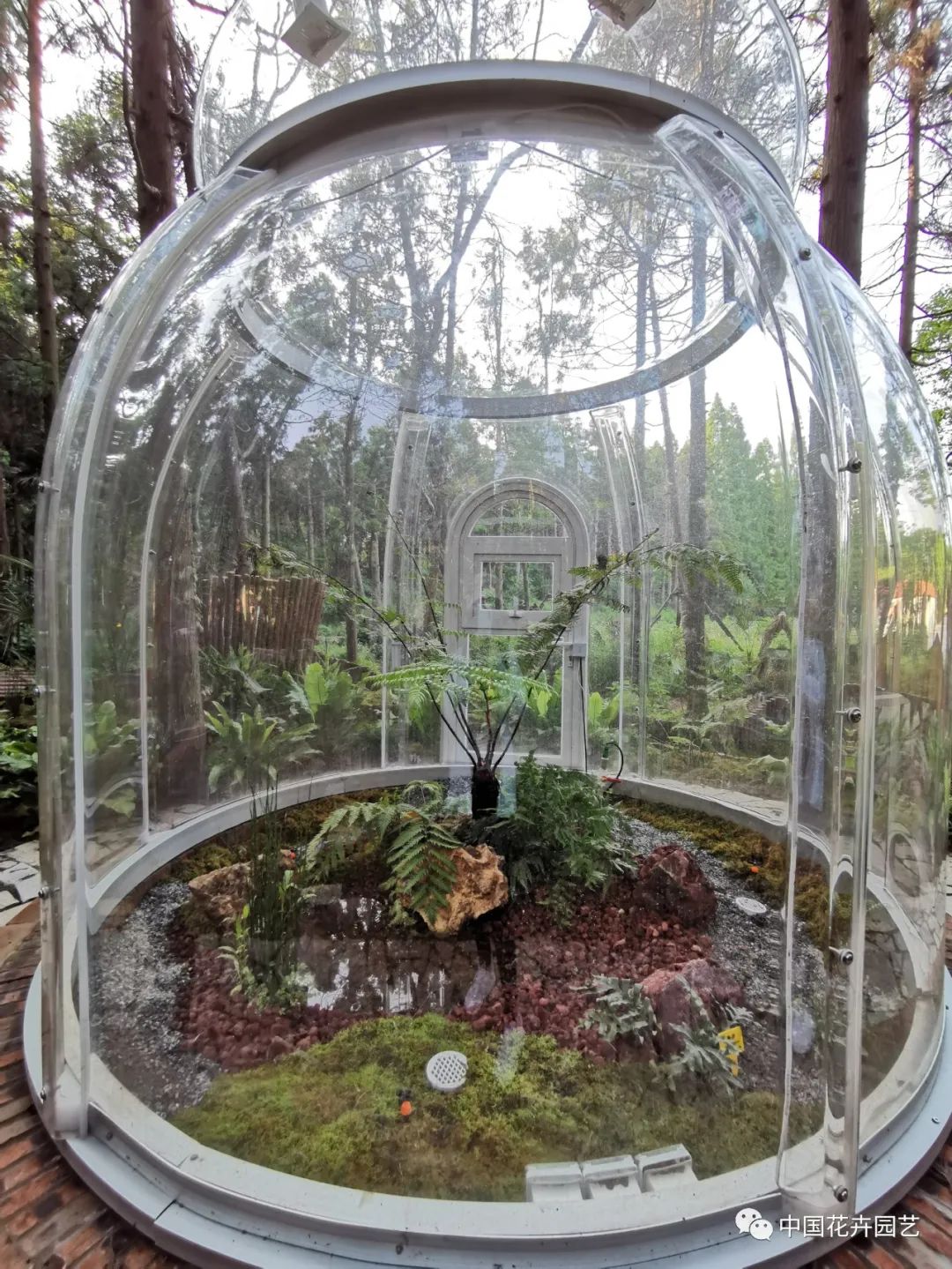 探访花博会的神奇植物,探访第十届花博会的神奇植物