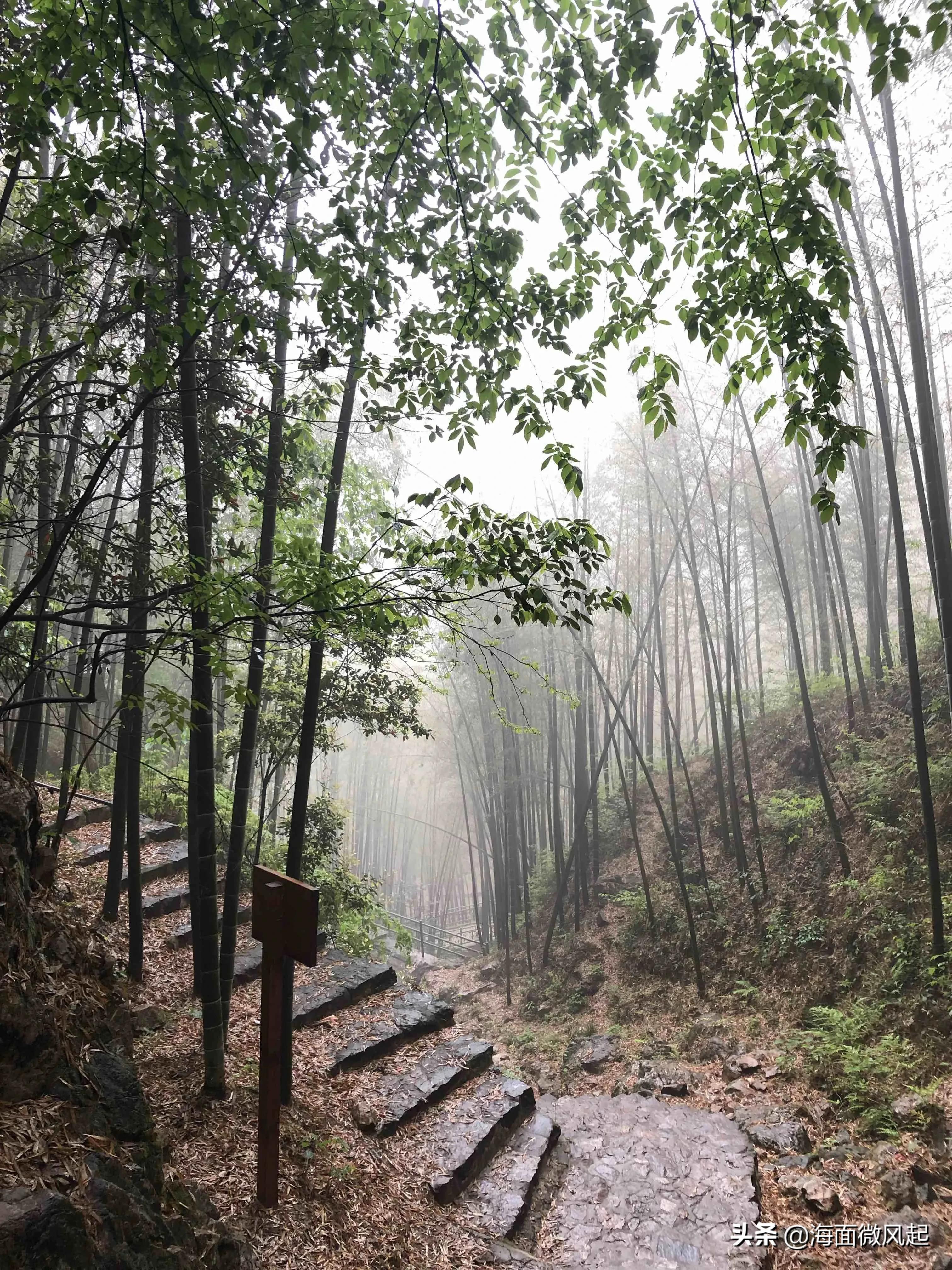 百里竹海森林氧吧,湖北宜兴竹海天然氧吧