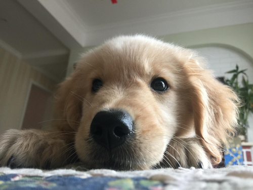 家有萌宠金毛图片大全,金毛家有萌宠