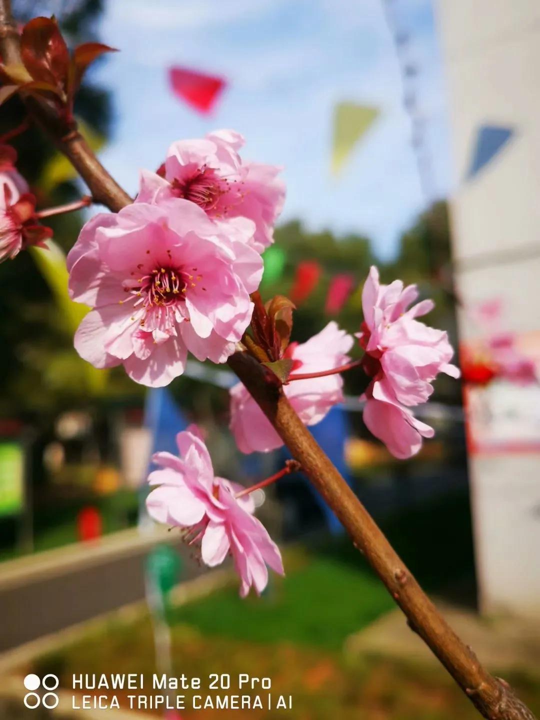 春桃电影1988完整版,春桃含苞