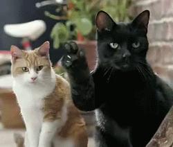 福懋宠物医院深圳,猫咪大块掉毛是猫癣快好了吗