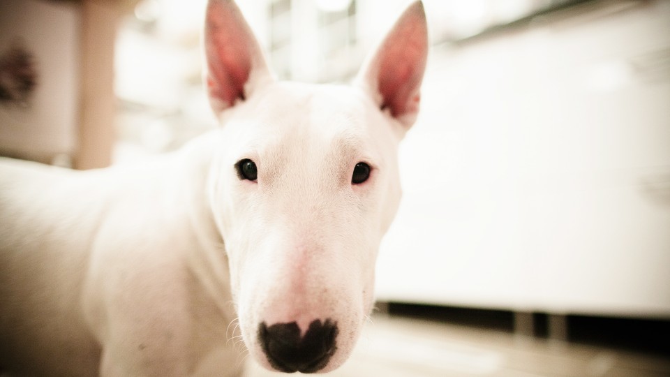 头特别圆的狗,牛头梗犬一个月的成长