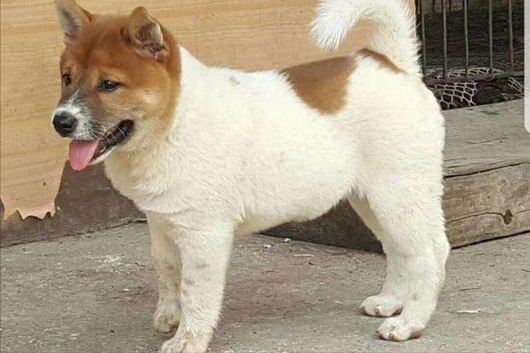 什么样的狗最旺,旺主人的狗有什么特征