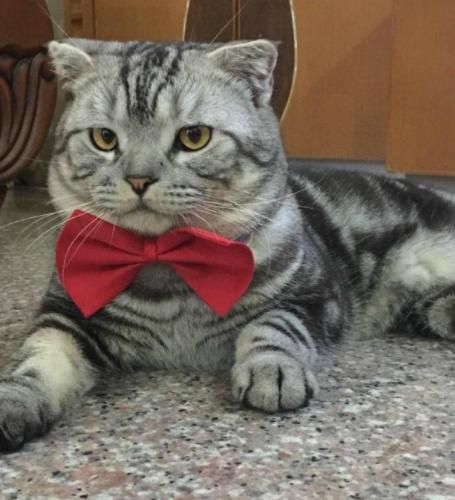 虎斑猫吃不胖的原因有哪些,虎斑猫怎么也吃不胖呢