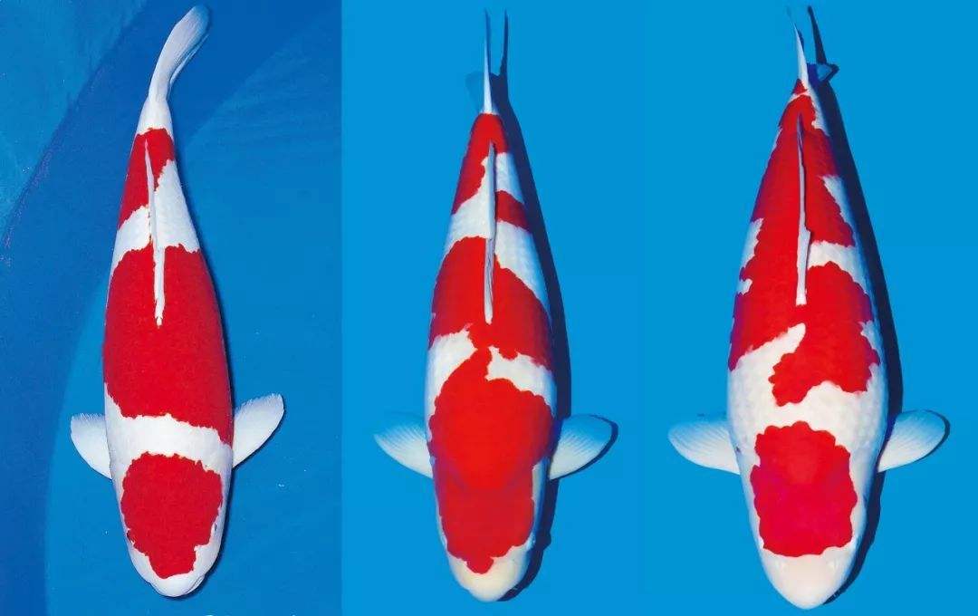 饲养锦鲤鱼该喂哪种鱼饲料,养殖投喂四定原则是哪四定