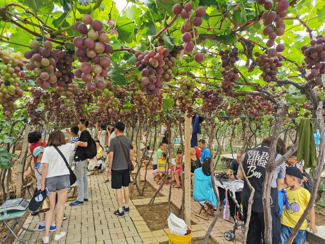 青岛国庆旅游路线,十一假期青岛旅游推荐线路出炉