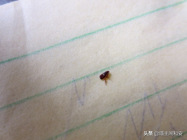 猫咪体外驱虫虫子死掉还是驱赶走,猫咪驱虫新手入门教程