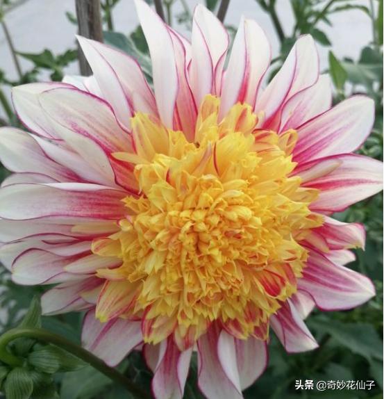 大丽花冬季养护，做到这几点，可以让它轻松安全越冬