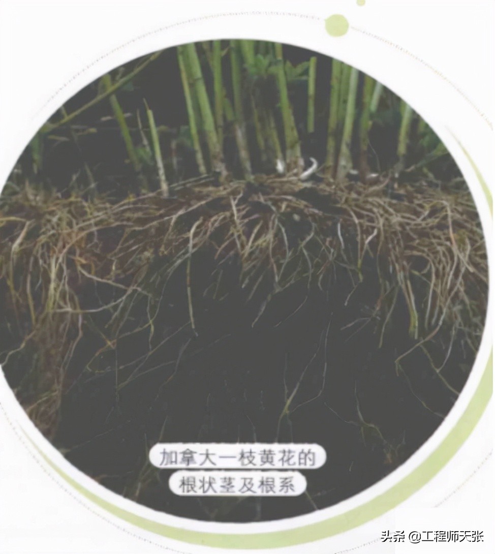 加拿大一枝黄花霸王花,加拿大一枝黄花怎么入侵了