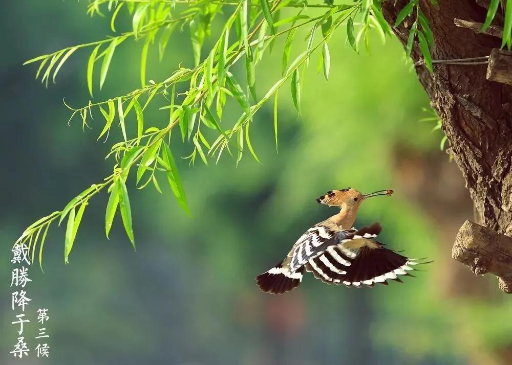 谷雨养肝祛湿正当时,春季养肝也要养胃饮食宜健脾养阳