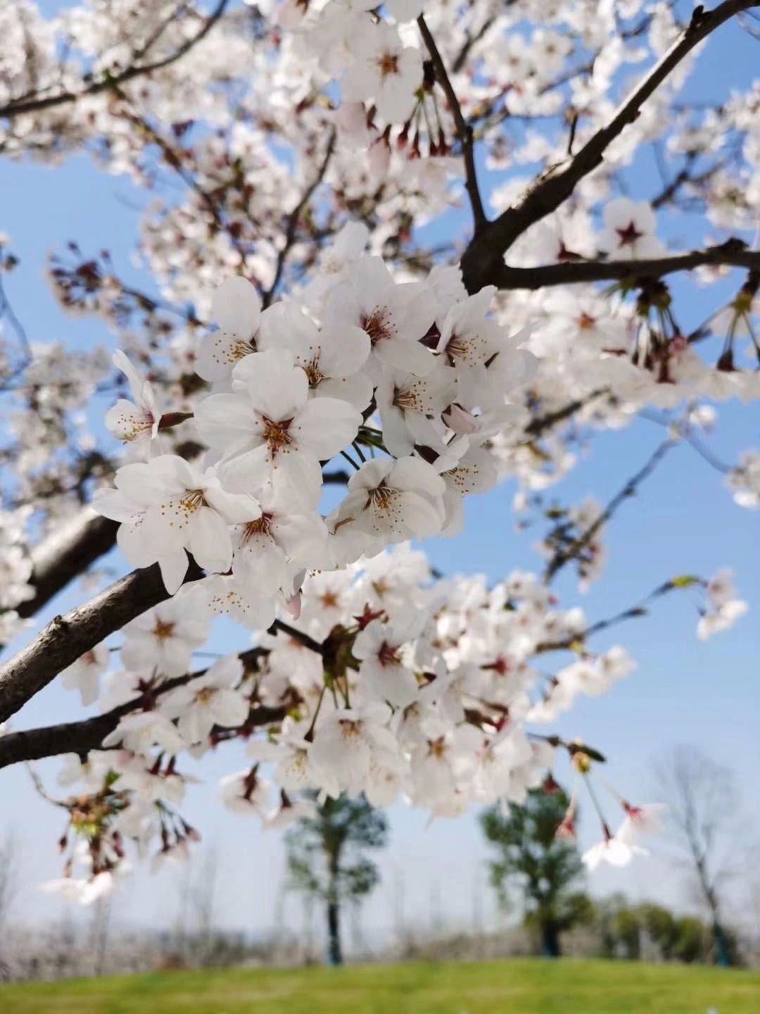 名校力量|她是琅小跨江发展第一校