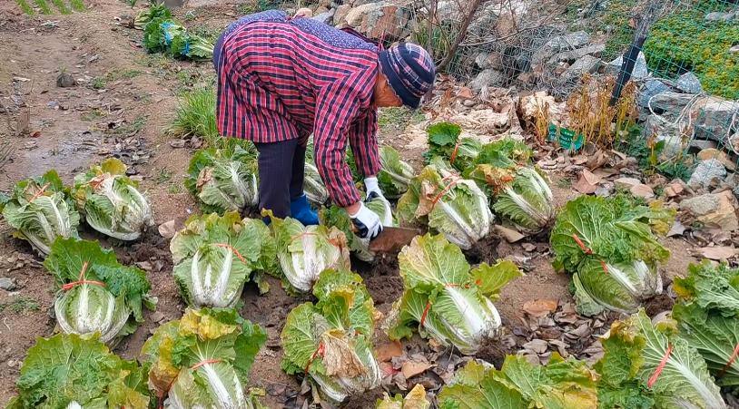 小雪过后白菜没包心怎样过冬,白菜小雪之后还能生长吗