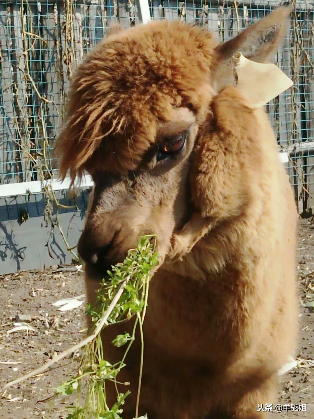 羊驼的市场价值和用途,羊驼绒毛是越长越好吗