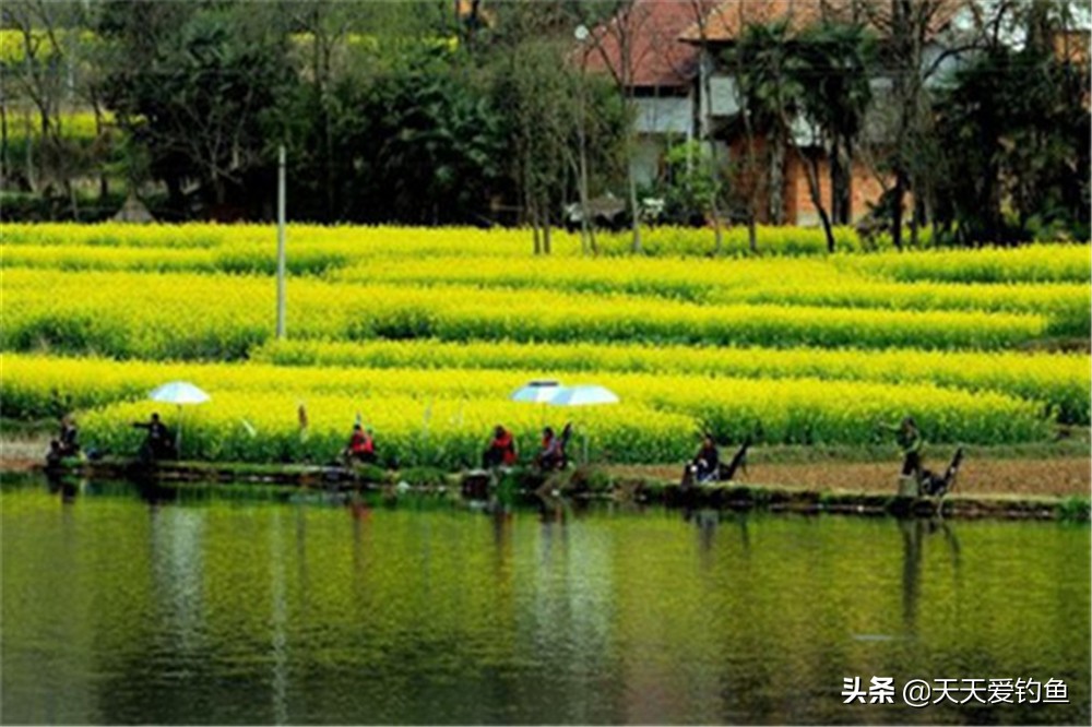 春季钓鱼，哪种风向鱼好钓？有说南风天，有说北风天，你怎么看？