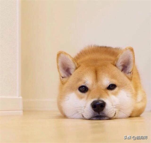 柴犬最近不吃狗粮咋办呀,柴犬不吃狗粮怎么治