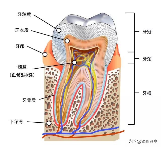 牙齿黄不敢笑怎么美白牙齿呢,牙齿变黄后该如何美白牙齿