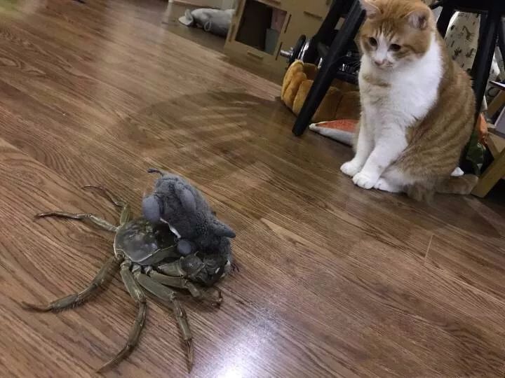 橘猫大螃蟹,橘猫挑战失败视频