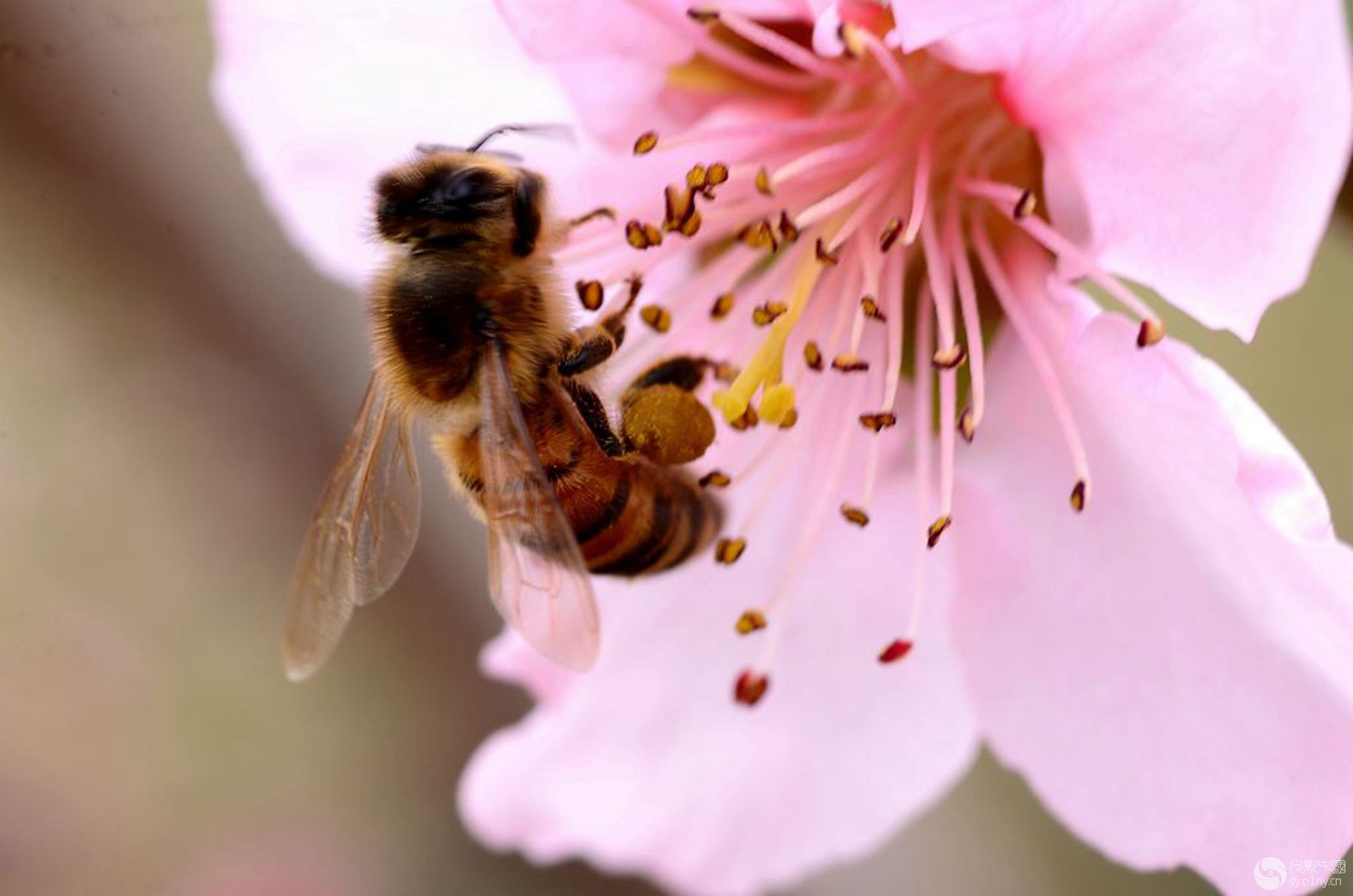 蜂缘蜂胶软胶囊的功效,蜂缘收藏