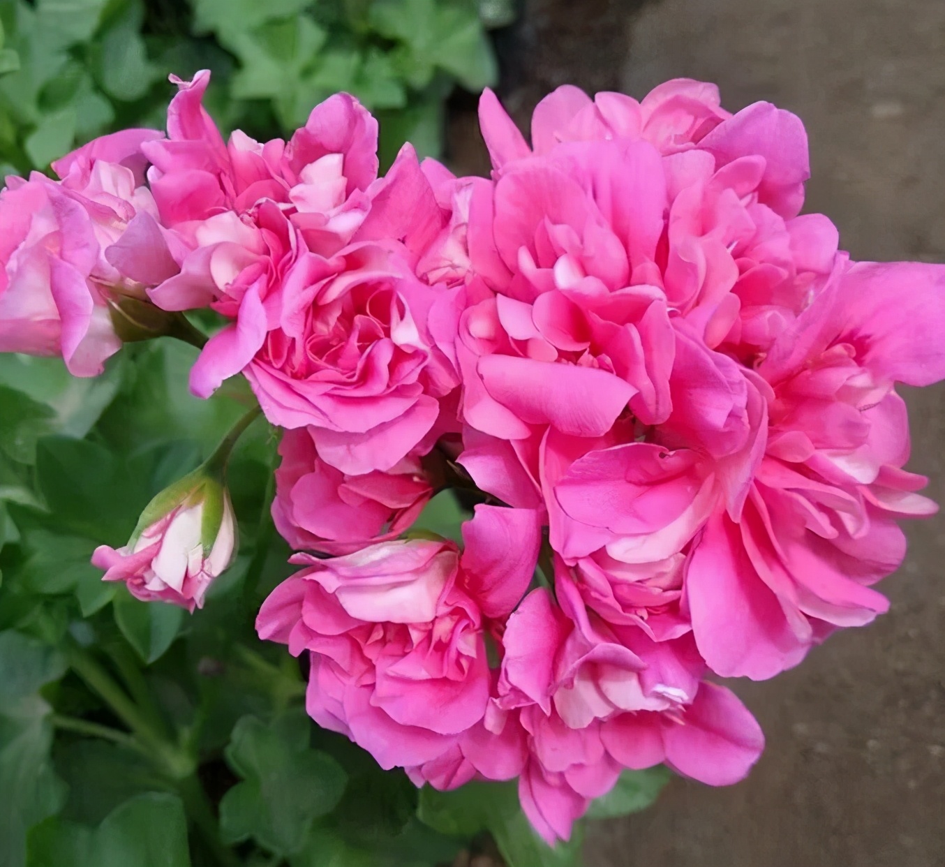 这种花别乱浇水水越多越不开花,这种花不怕冷好养易活