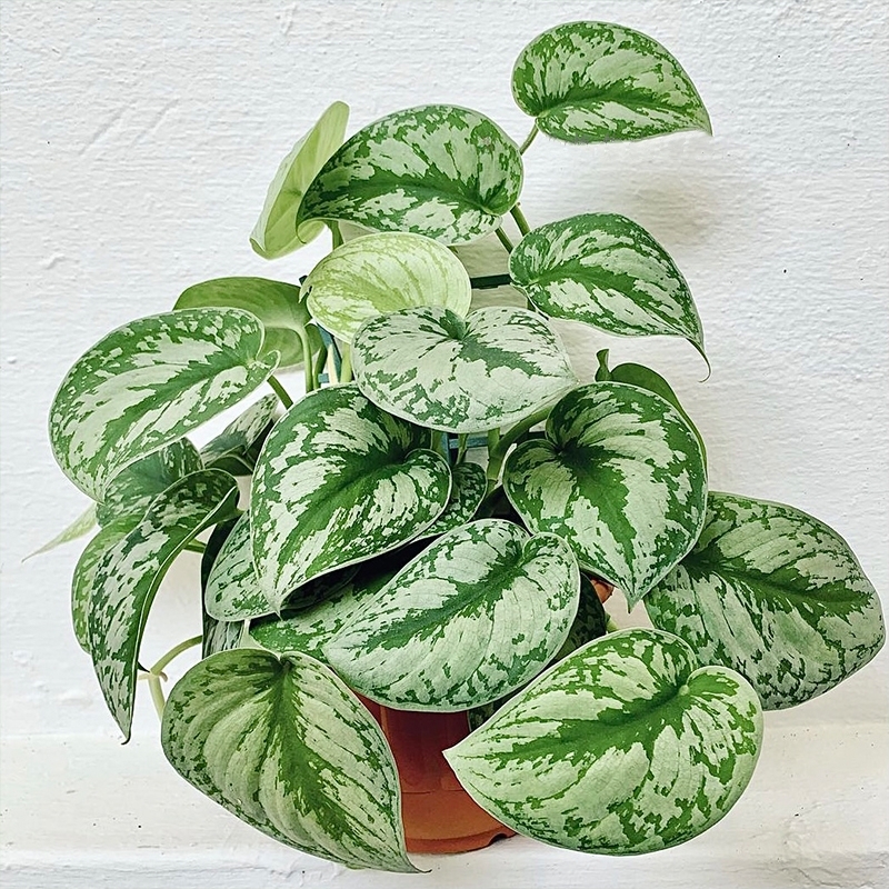 适合阳光暴晒的观叶绿植,适合室内养的高端观叶绿植