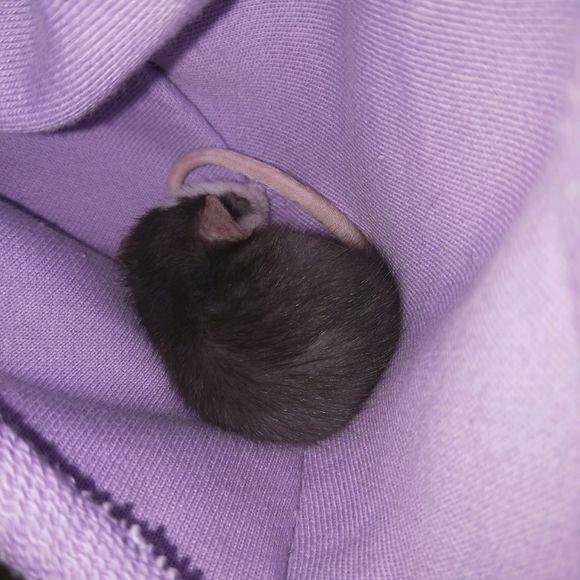 养了只花枝鼠不给摸怎么办,养了个花枝鼠