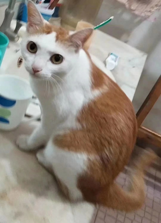 我家的猫咪作文,我家的猫咪