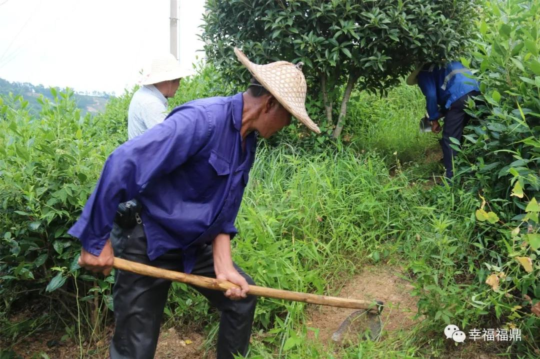福鼎:茶林共生,这样的茶园真不错
