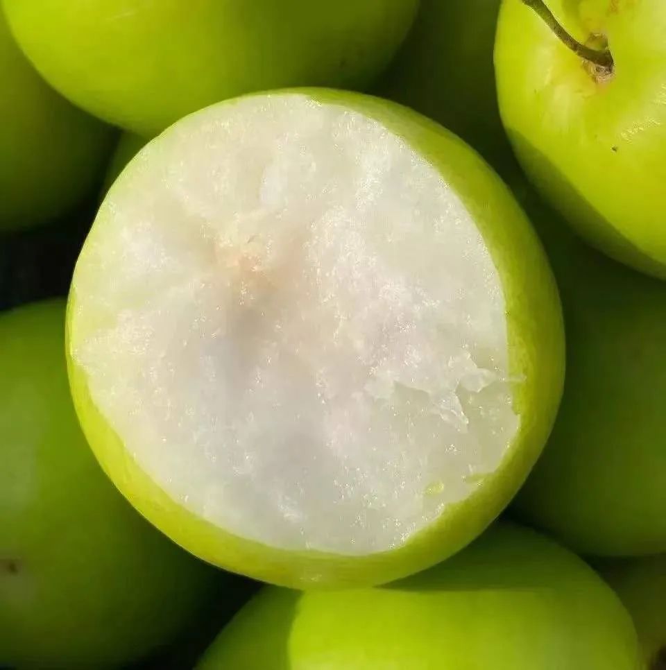 台湾牛奶枣最新品种,台湾特大牛奶枣