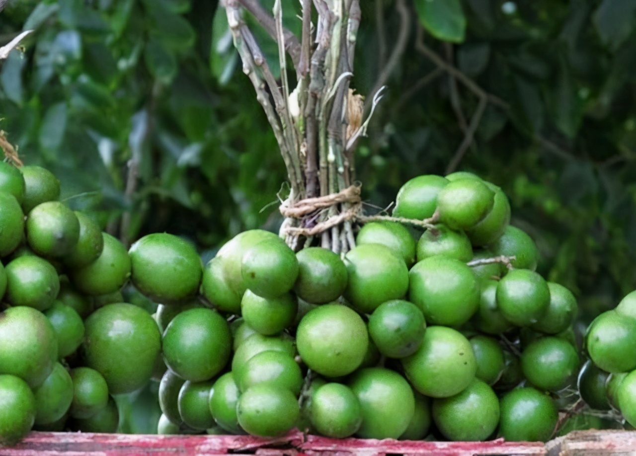 最“酸”的水果，果肉就像“鸡蛋”挂果期要150天，竟卖出天价