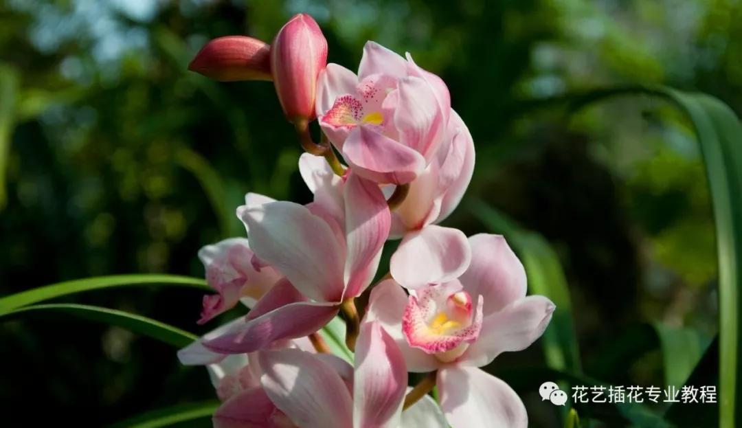 「花艺知识」50种常见花材的花语~（建议收藏）